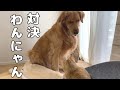 仲悪そうな愛犬と子猫ですが・・・