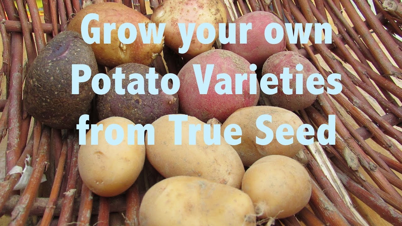 Starting True Potato Seed, growing new varieties of potato from true