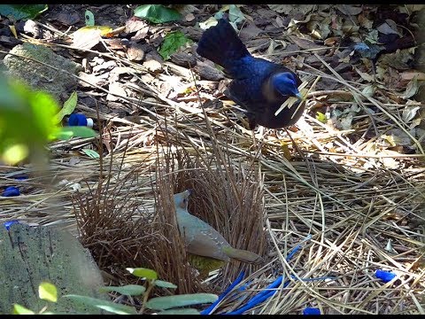 Ipswich Nature Centre Satin Bowerbird Ipswich First