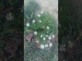 Середина ноября цветет ромашка. Юг России