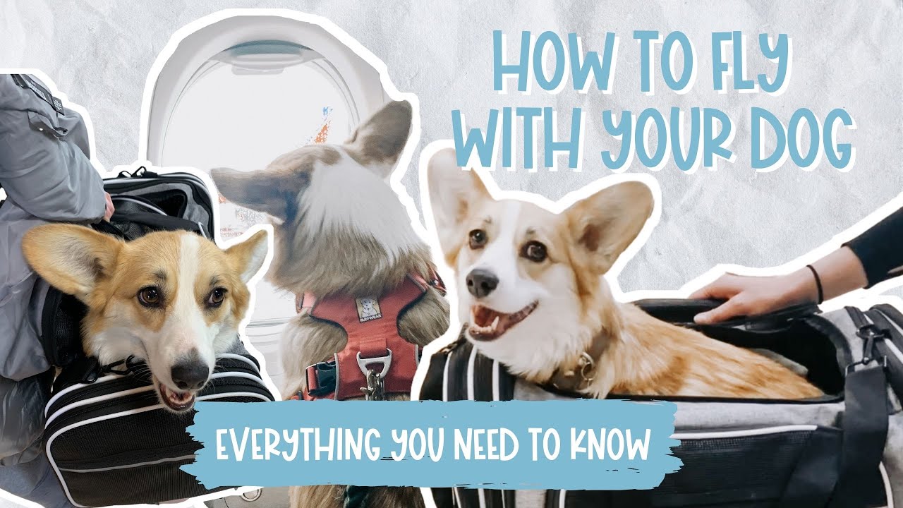 Flying With Your Dog In Cabin (Non Esa) | My Experience Bringing My Corgi On A Plane In A Carrier