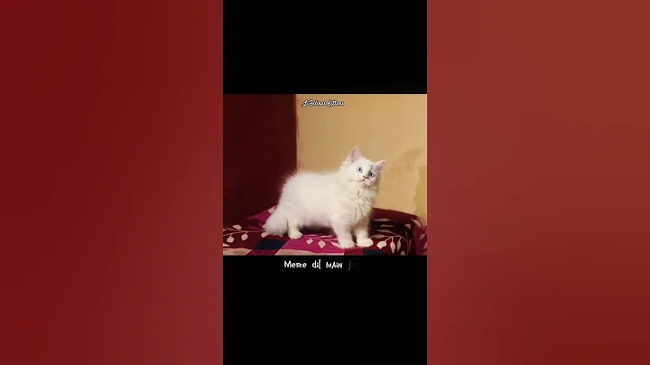 Video 11776941: persiancat persians, persian kitten blue eyes