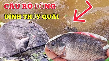 Câu rô đồng dính thủy quái|HQBL |T13