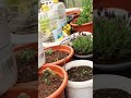#balkongarten #gärtnernfüranfänger #gardening #selbstversorgergarten #gesundeernährung