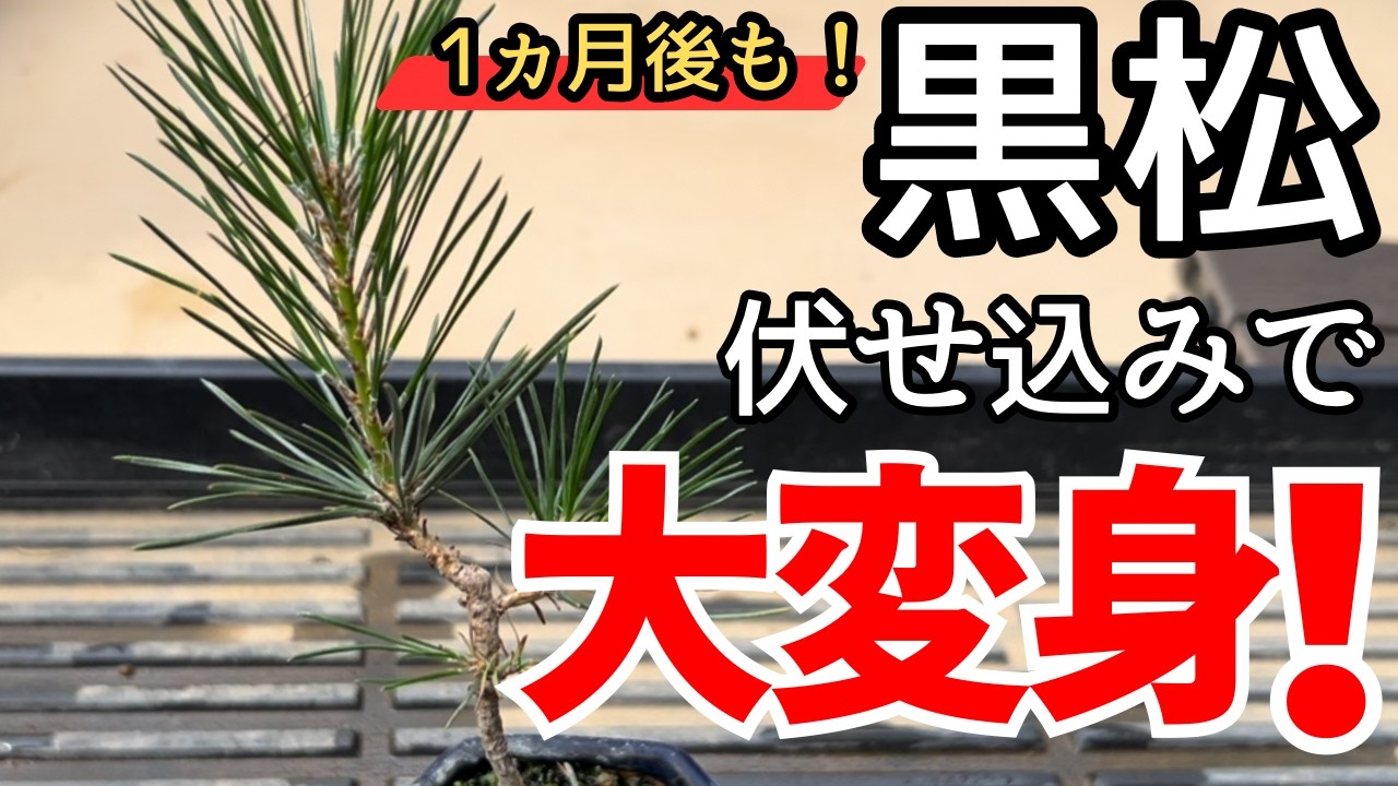 小さな黒松を大胆に変身！伏せ込みで幹作りしてみた【盆栽初心者