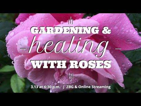 Video: Cura delle rose Wingthorn - Scopri come coltivare rose Wingthorn in giardino