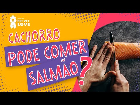 Vídeo: Posso alimentar meu cachorro com salmão?