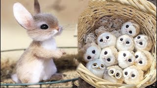 New Cute Baby Animals Videos Compilation | Funny and Cute Moment of the Animals #1  Cutest Animals