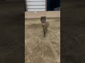 Bruno goes crazy with the chain #mini #minihorse #miniaturehorse #stallion