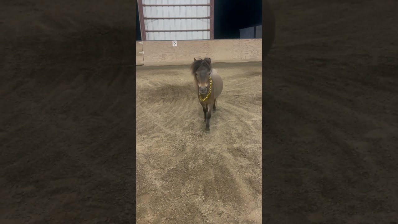 Bruno Goes Crazy With The Chain Mini Minihorse Miniaturehorse Stallion