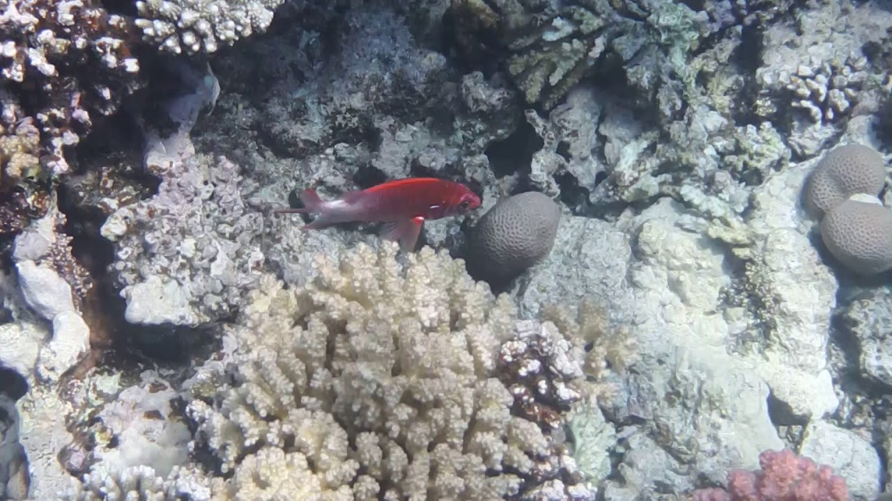 Рыба-белка (Sargocentron spiniferum).Actinopterygii..DSCF7400