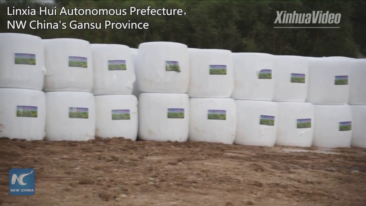 How Chinese farmers harvest feed crops to produce silage