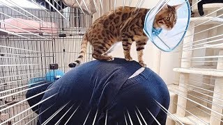 猫トイレ掃除中のパパさんの背中に乗って応援するテト