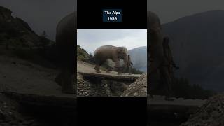 An Elephant Crossing The Alps In 1959… #Short #Colorized