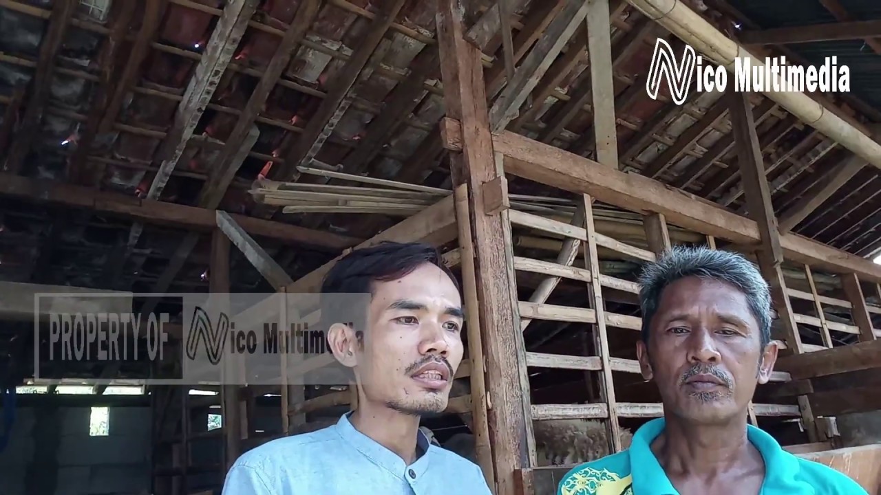 Ternak Kambing Tanpa Ngarit Modern Dan Menguntungkan Dengan Pakan