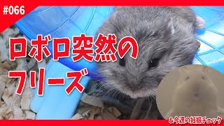 【ハムスター】突然のフリーズ。何がおきたの？「ロボロフスキーハムスター 飼い方 かわいい 可愛い おもしろ 癒し 飼育日記 hamster」 #066