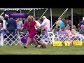 Tibetan Spaniels | Breed Judging 2021 の動画、YouTube動画。