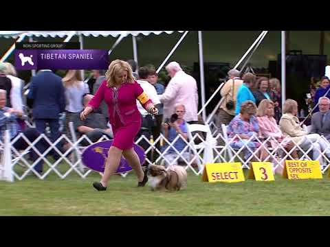 Video: İskoç Deerhound Westminster Kennel Club-ın 