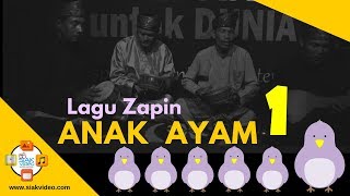 Live LAGU ZAPIN ANAK AYAM. . . . 1