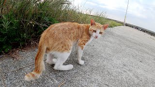 茶シロ猫が「魚が欲しいよ～」と鳴きながら漁港を歩き回る