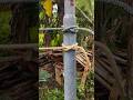 This Knot Locks Instantly on a Pole, You Won’t Believe How Strong It Is #KnotTutorial #RopeTricks