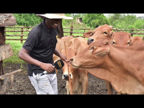 Video: Duka la Joom: hakiki, maelezo