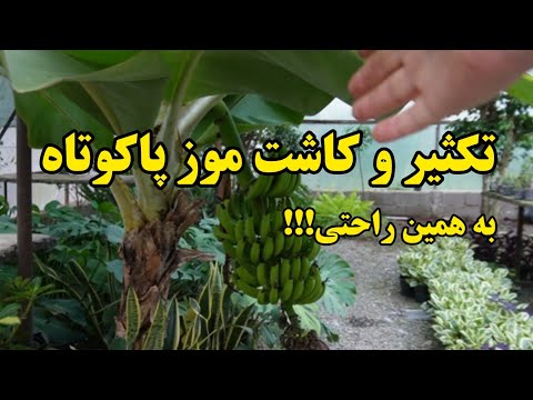 باغبانی صفر تا صد تکثیر و کاشت موز از طریق پاجوش