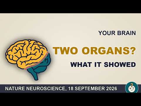 Researched: Is Your Brain Really Two Separate Organs? What the Stanford Study Found