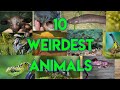 10 weirdest animals that you didnt know it exist  jonald ph