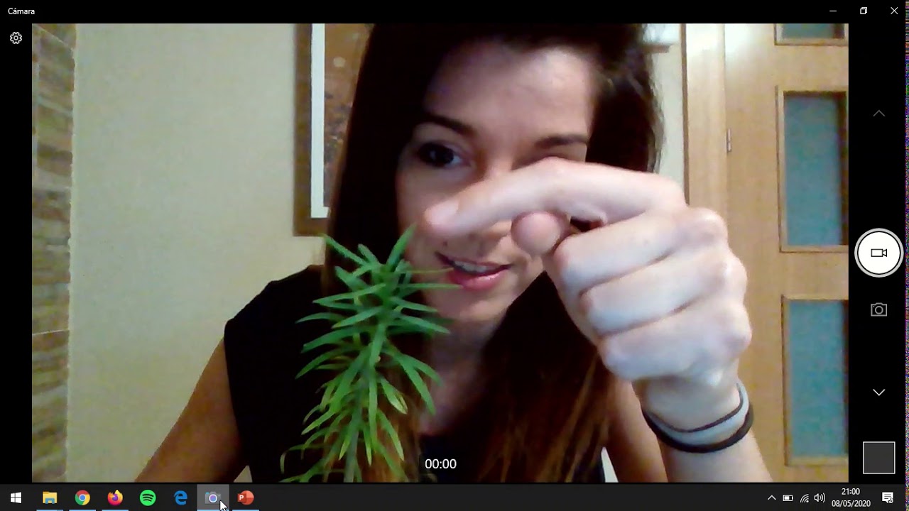 Gymnosperms, flowering plants with no fruits! YouTube