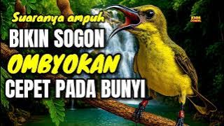 Pancingan yang bikin sogon ombyokan cepet bunyi‼️ 100% ampuh