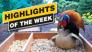 Highlights Of The Week - March 2024 - Week 12 🌻 BACK AGAIN!!!