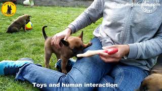 K9 Malinois Puppy Training at 4 1/2 weeks old - Project Pup to Police dog