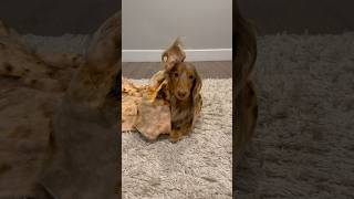 Everybody’s ears go 🆙 #dachshund #funnydogs #dogtricks #burritotrick #dogtraining #dogtrick