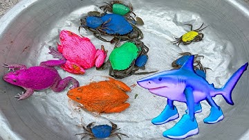 Kem Ốc và cua Chanel lái công nông chở con cua, con ếch, ếch xanh, ếch hồng, thằn lằn, rùa màu sắc.