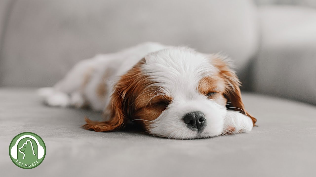 Музыка, которая успокаивает собак🐶Музыка для снятия стресса, Музыка для сна
