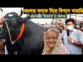 গাবতলী হাটের সবচেয়ে বড় গরু বাংলা বস কে বিপদে নিয়ে খামারি প্রধানমন্ত্রীর উদ্দেশ্যে যা বললেন cow price