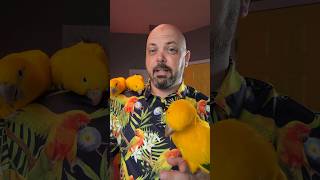 Microchipping your parrot
