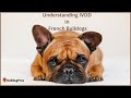 French Bulldog IVDD: Causes, Symptoms, Treatment, and Prevention