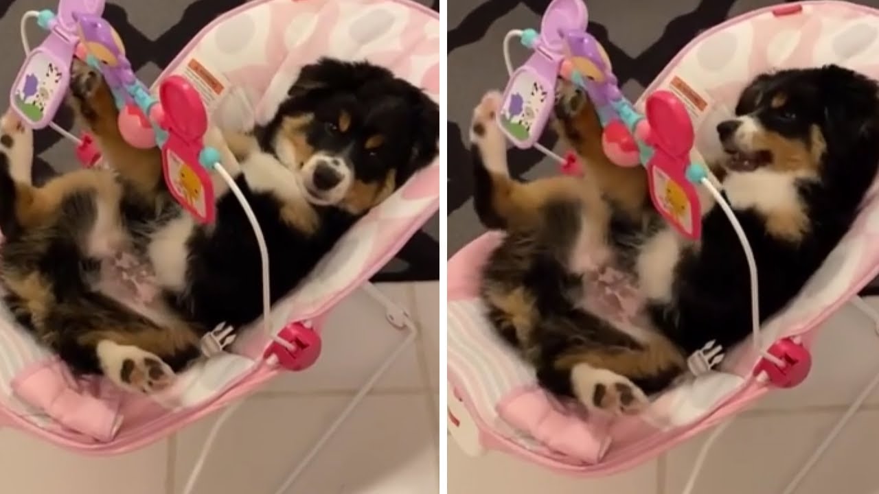 Puppy sits in baby swing and plays with baby's toys - YouTube