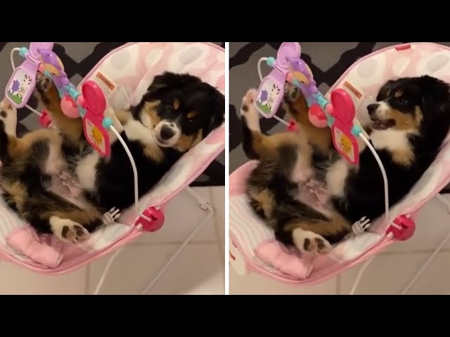 Puppy sits in baby swing and plays with baby's toys - YouTube