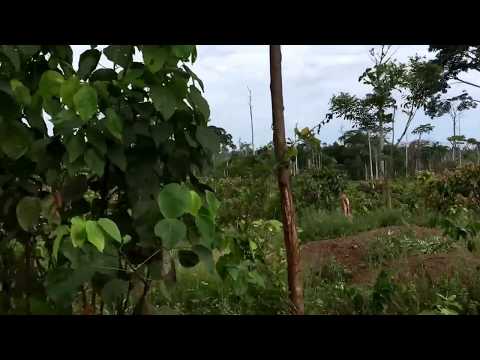 Cleared forests in Gouin Debe, Cote D'Ivoire