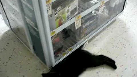 Video 804141: black oriental shorthair