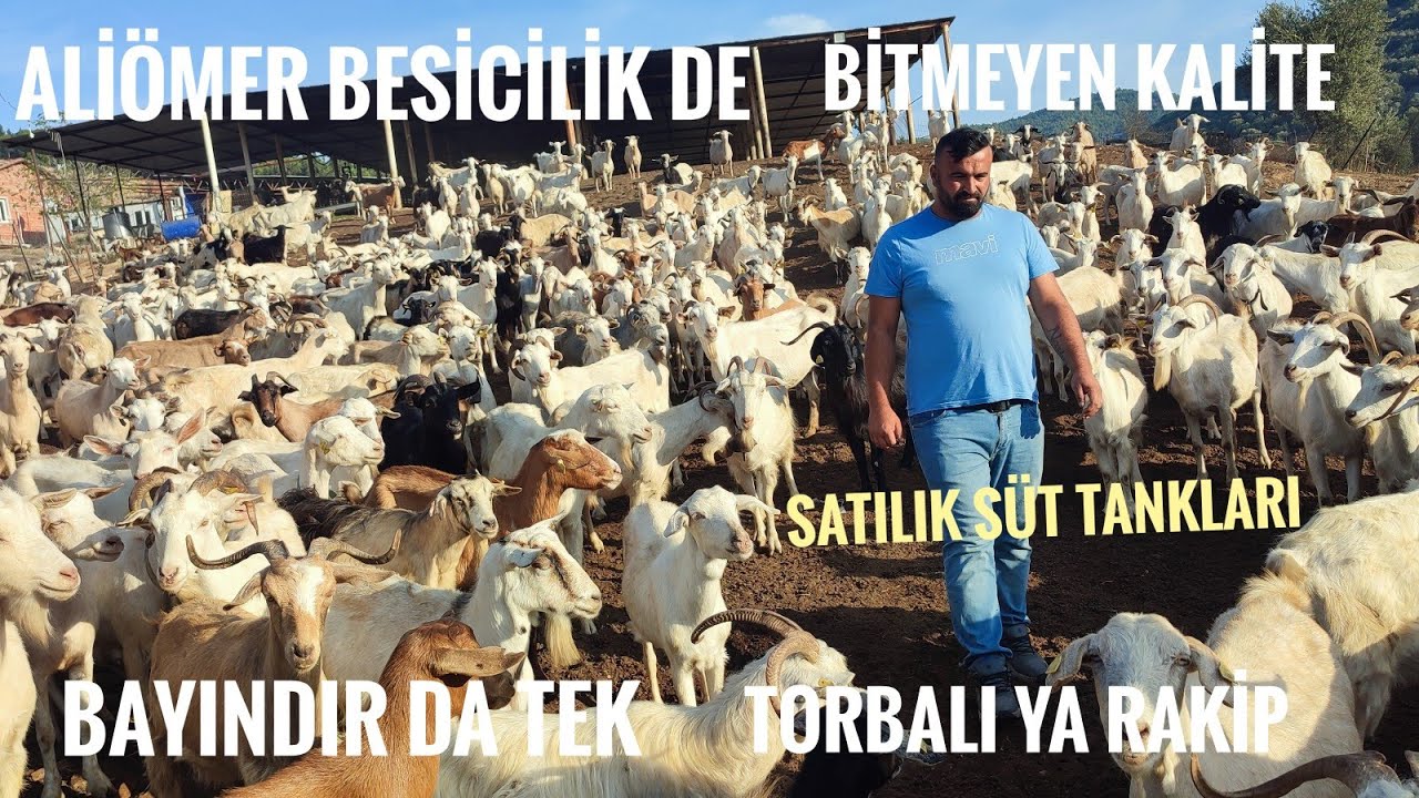 SATILIK KALİTELİ DAMIZLIK MALTIZ SANEN ALPİN KEÇİLERİ.