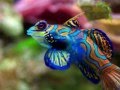 Топ 10 самых красивых видов рыб