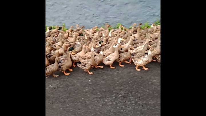 Kuttanadan #ducks