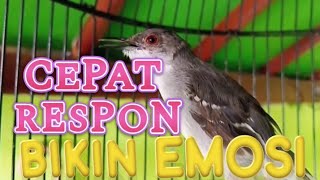 Terapi Ciblek semi bahan ombyokan biar cepat bunyi gacor 