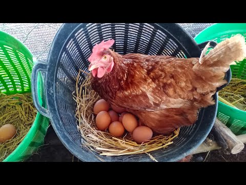 วีดีโอ: ทำไมไข่ถึงไม่ดี