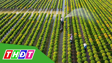 Làng hoa Sa Đéc nổi bật trên Truyền hình Trung Quốc | THDT