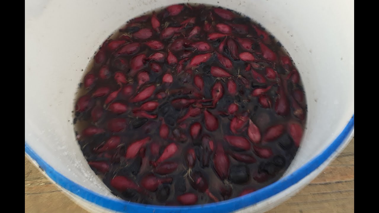 Čime zaštiti i kako saditi lučice crnog ili ljubičastog luka